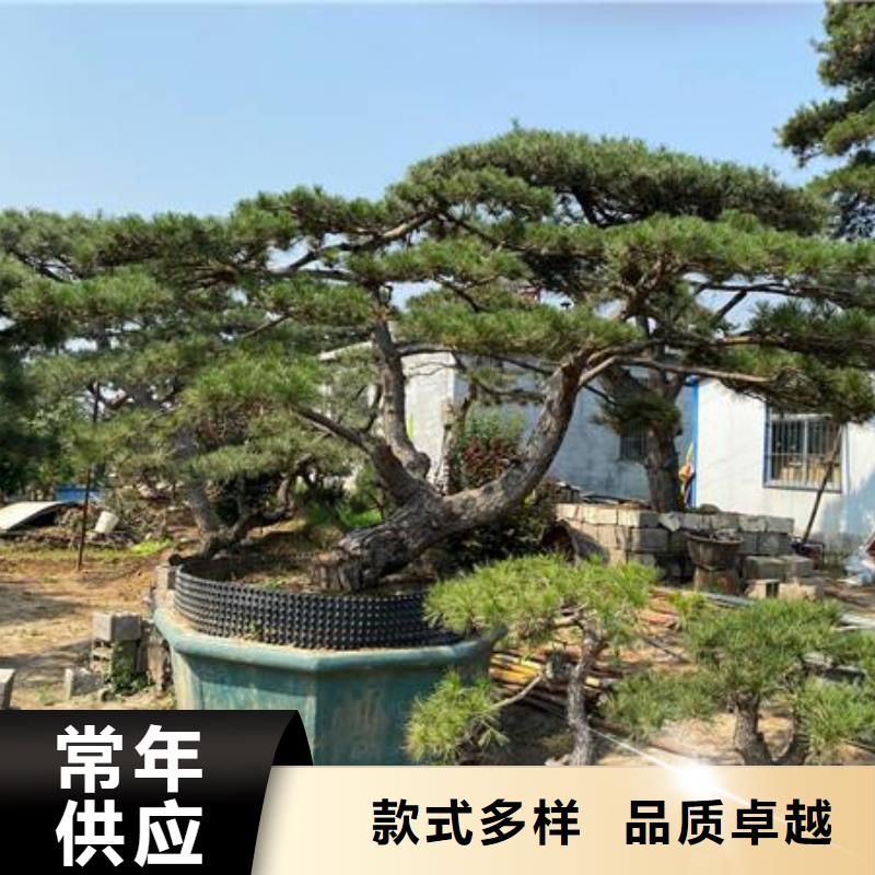 实力雄厚的泰山迎客松供货商