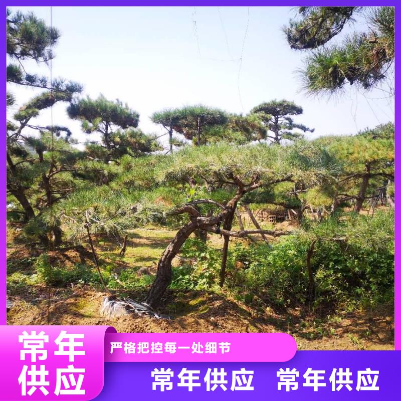 造型景松-造型景松到厂参观