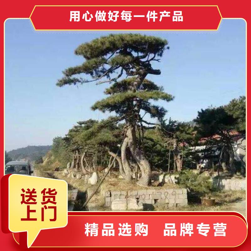 泰山迎客松常规型号大量现货