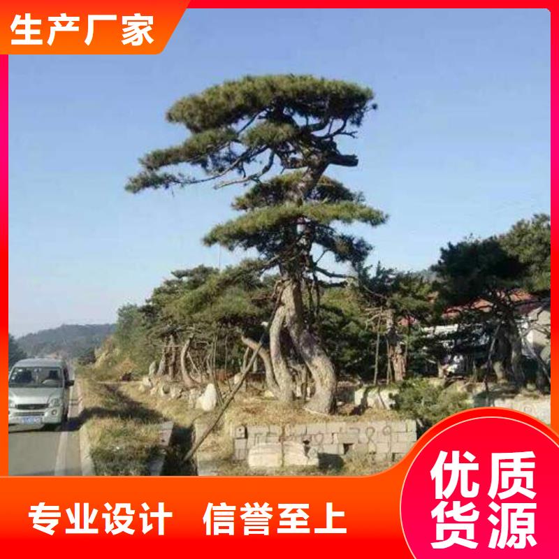 优质造型黑松的当地厂家