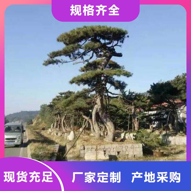 好消息：景观松厂家优惠促销