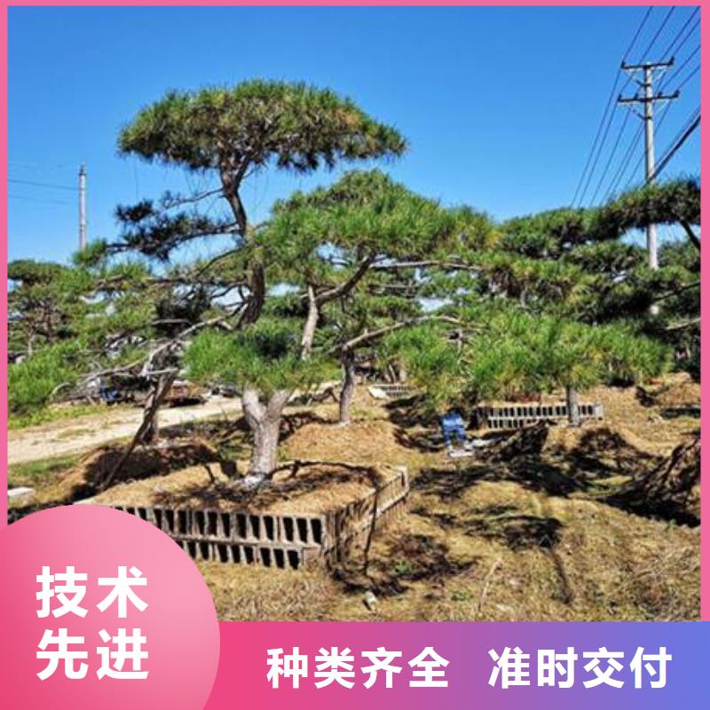 五指山市泰山迎客松成功案例