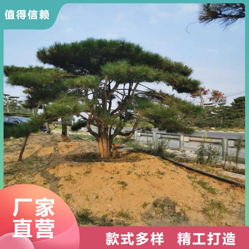 泰山迎客松现货批发