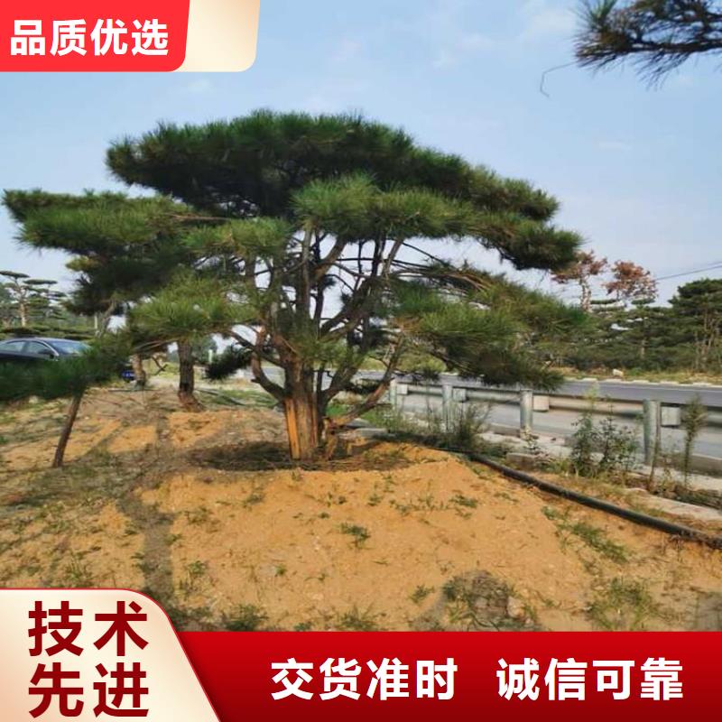 造型松树就选基地的