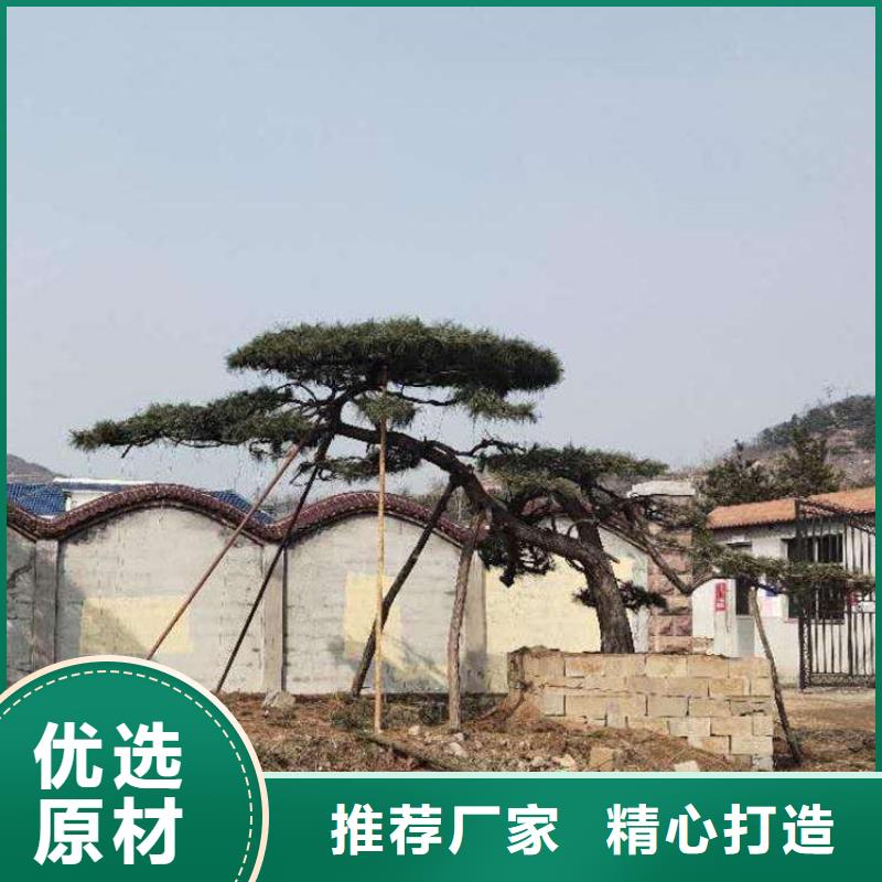 优质造型黑松的当地厂家