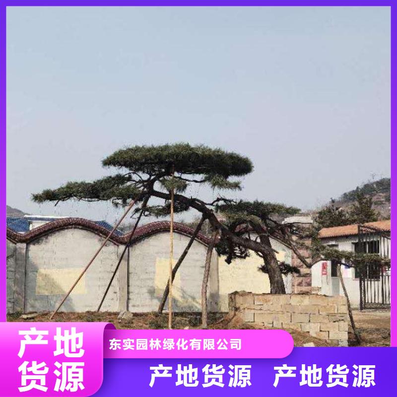 专业销售平顶松-全国配送