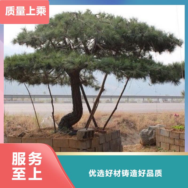 优质的泰山迎客松-实体厂家可定制