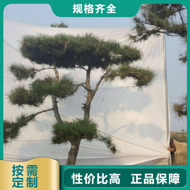 现货供应造型油松_品牌厂家