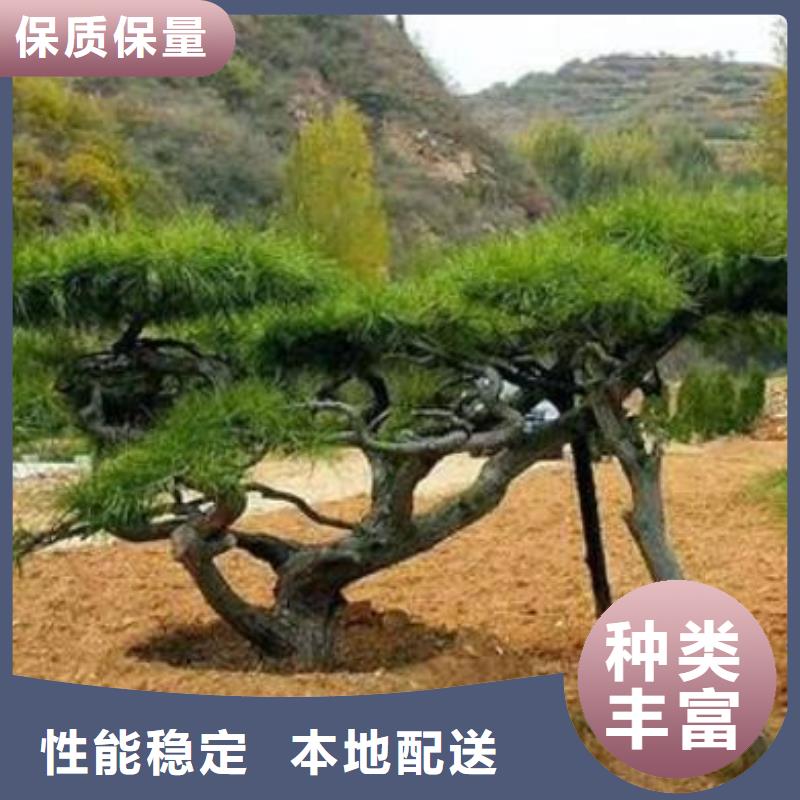 造型油松种植合作社