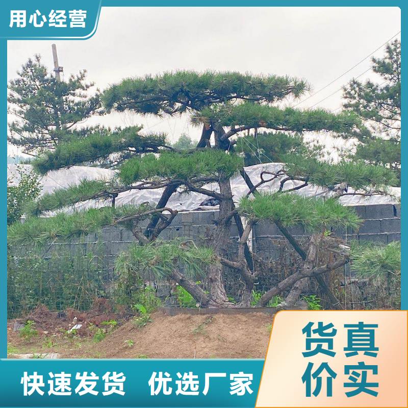 造型迎客松让利新老客户