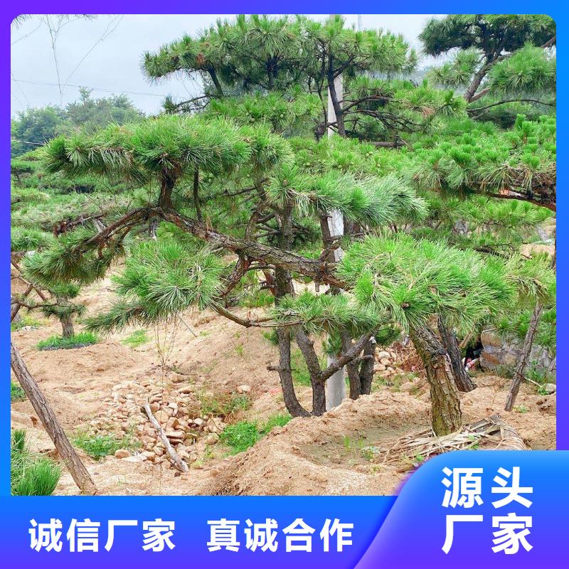 澄迈县专业销售泰山风景松-热销