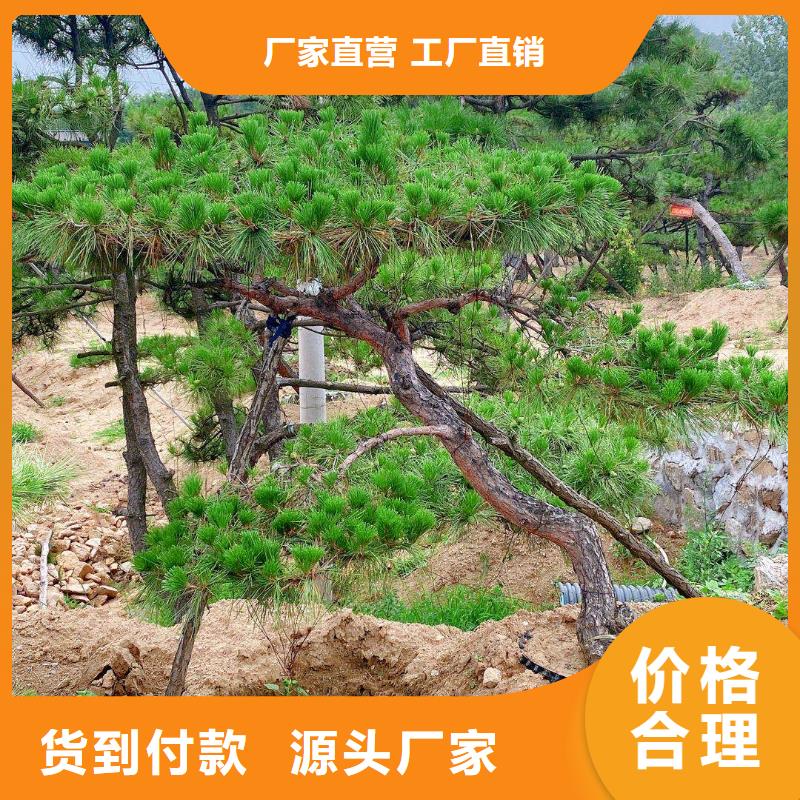 白沙县景观松-可寄样品