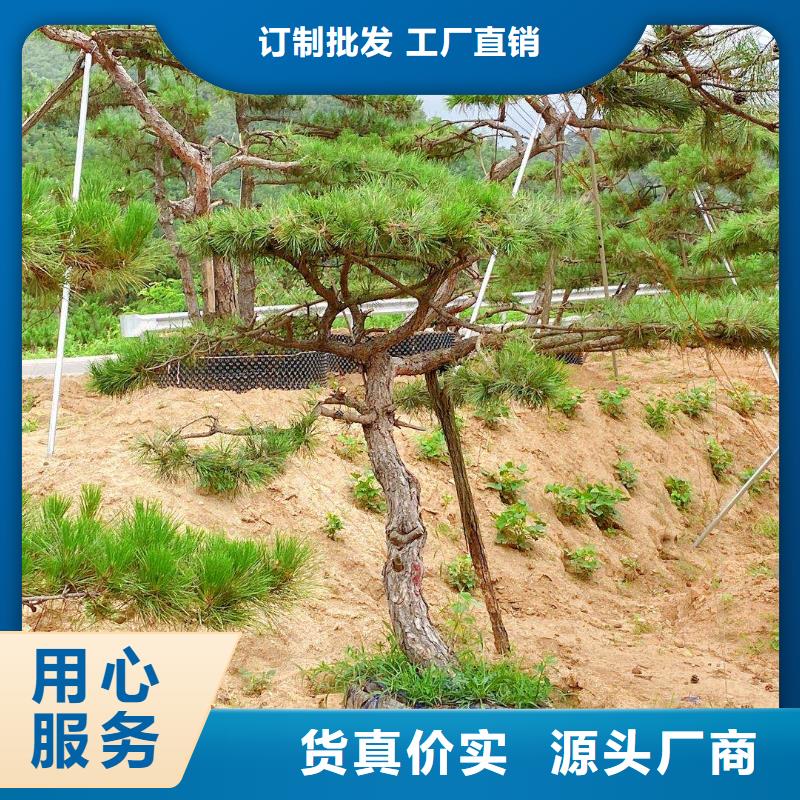 造型景松-公司欢迎您！