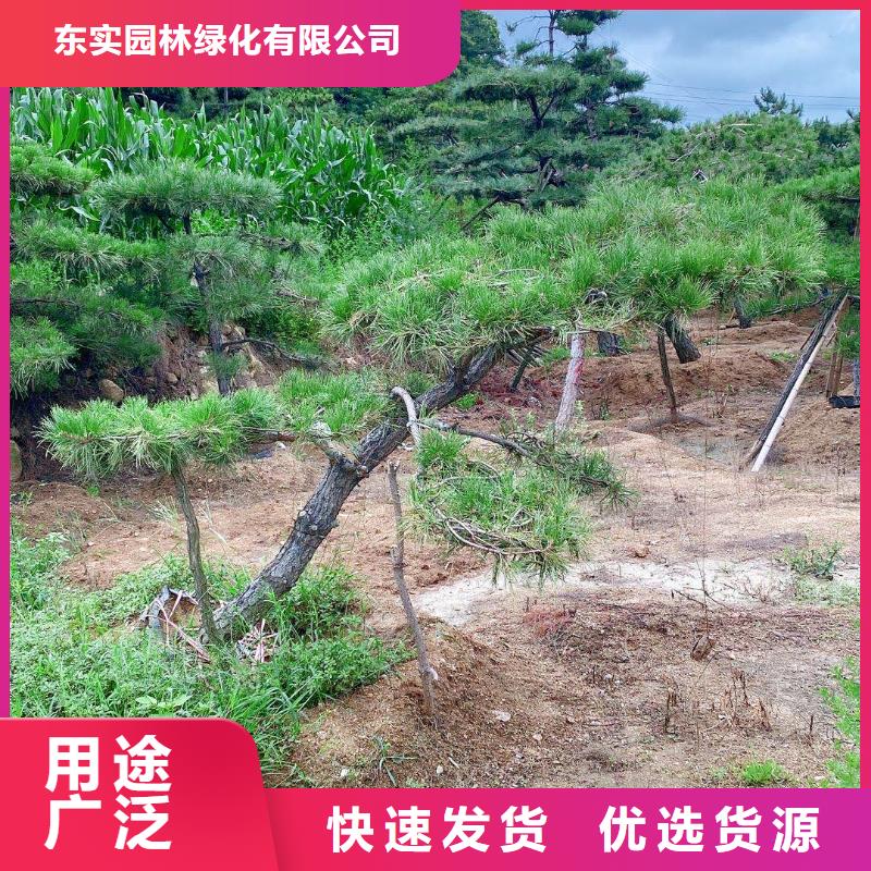 造型黑松包你满意