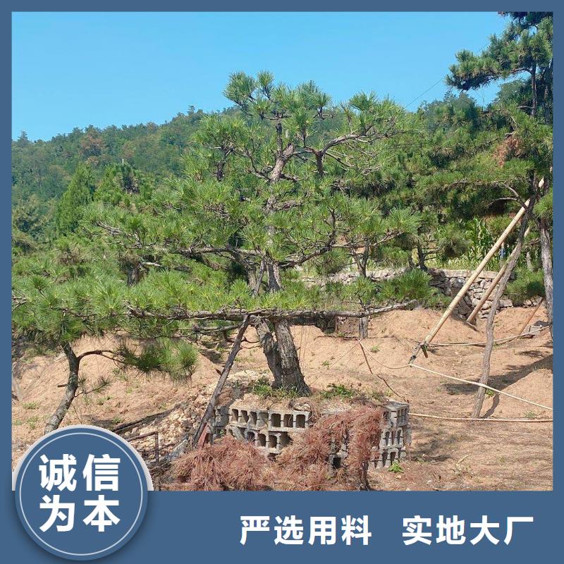 造型黑松-造型黑松重信誉厂家