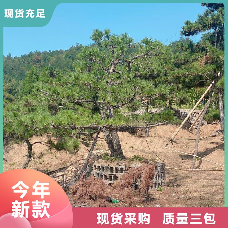 价格合理的泰山风景松公司