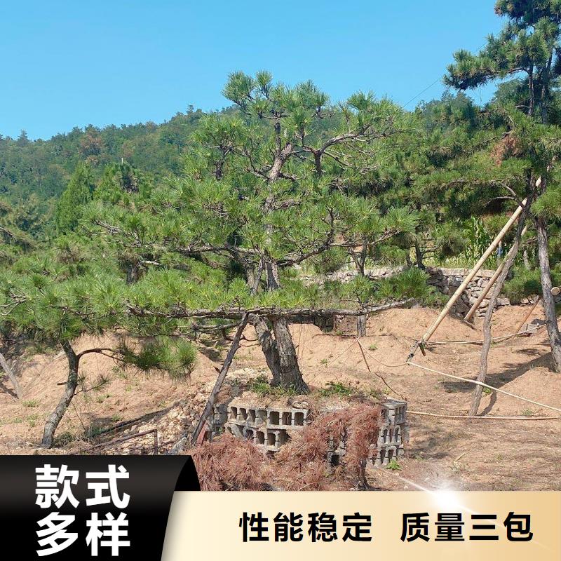 批发异型松_精选厂家