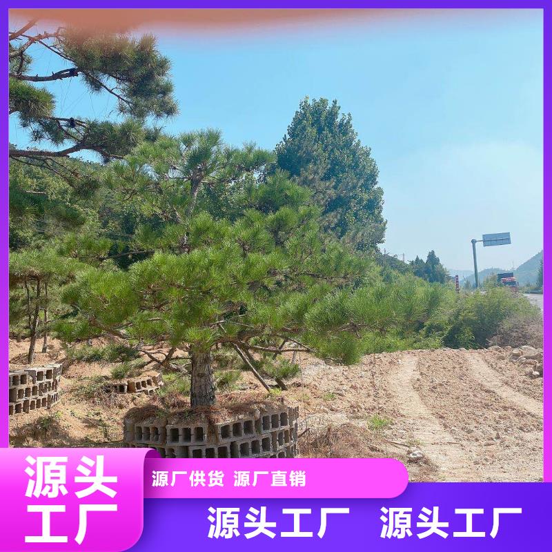 专业销售造型景松-价格优惠