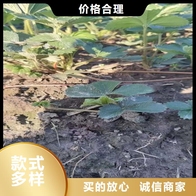 穴盘草莓种苗