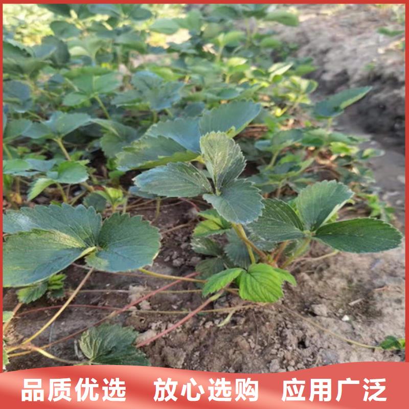 红袖添香草莓种苗