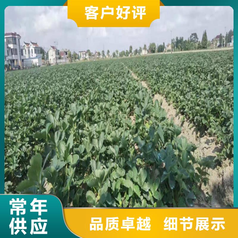 粉玉草莓苗批发基地