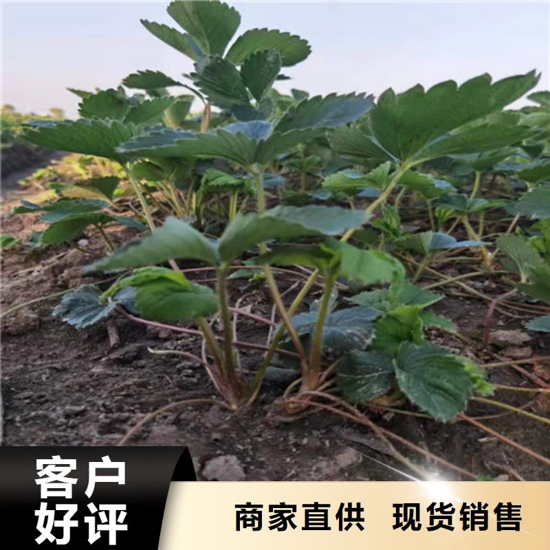 维吾尔自治区甘露草莓苗