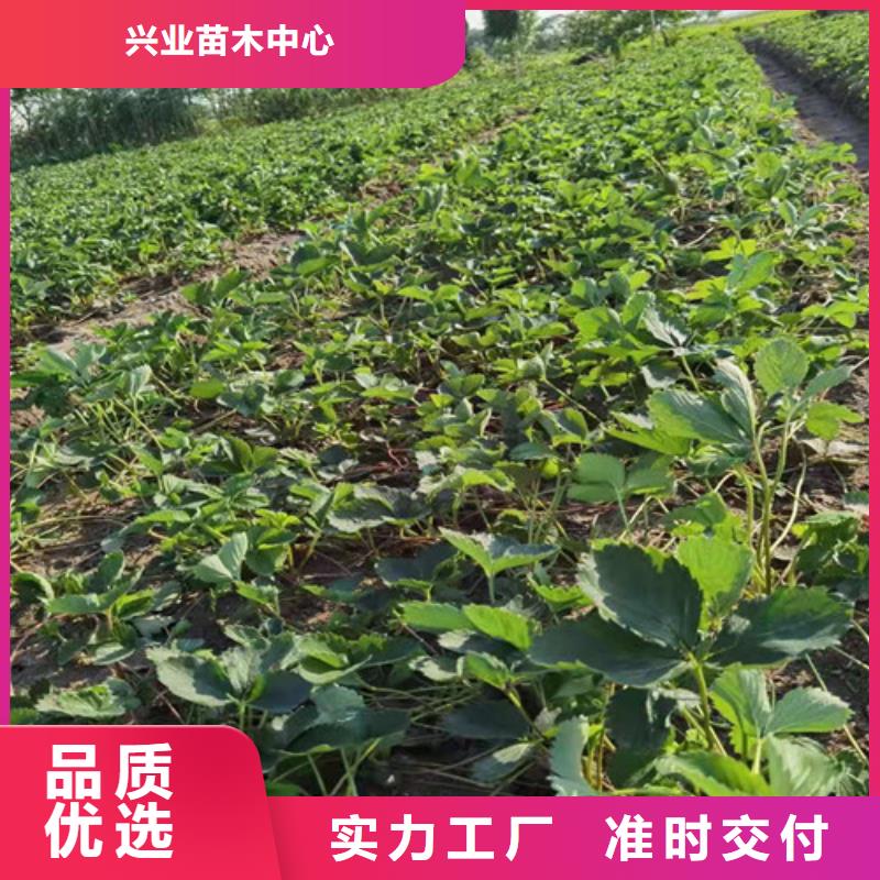 久香草莓苗种植时间