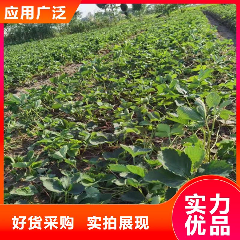 黑龙江省本土<兴业>越秀草莓苗