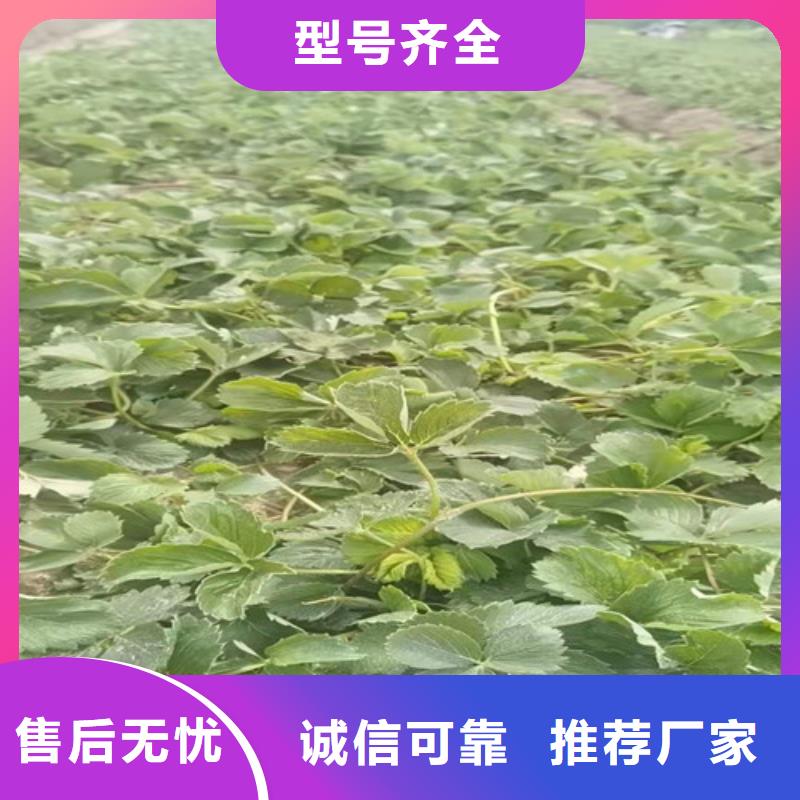 黑龙江省48小时发货<兴业>丽雪草莓苗品种大全