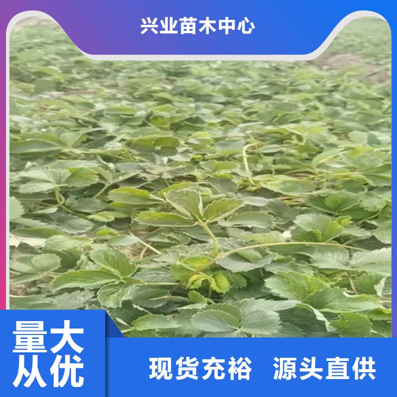 广西省本土【兴业】久香草莓苗品种
