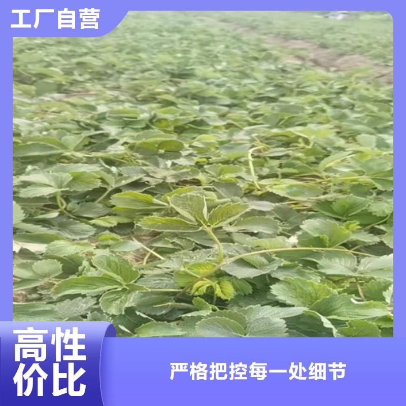 广西省以质量求生存《兴业》妙香3号草莓苗