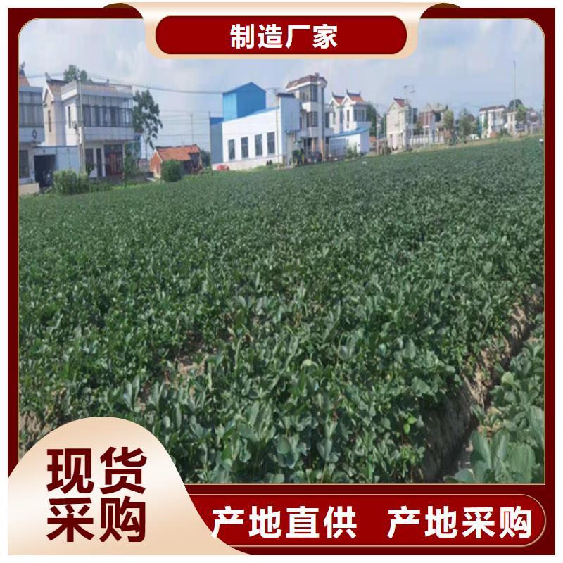 广西省厂家销售<兴业>金冠草莓苗生产基地