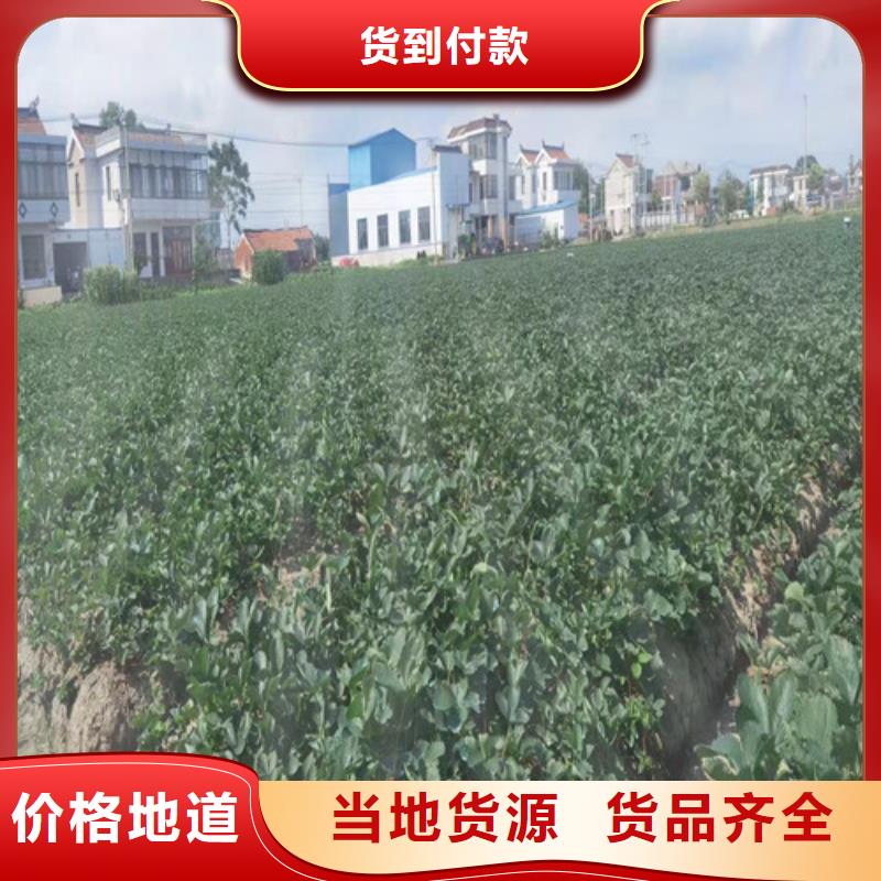 黑龙江省48小时发货<兴业>丽雪草莓苗品种大全