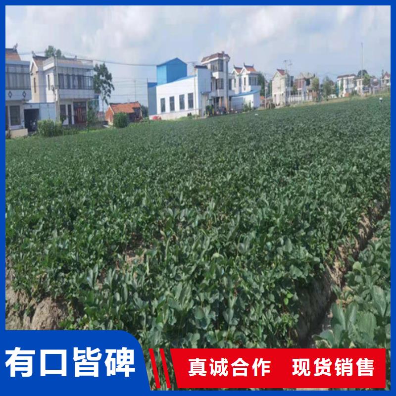 周边<兴业>女峰草莓生产苗