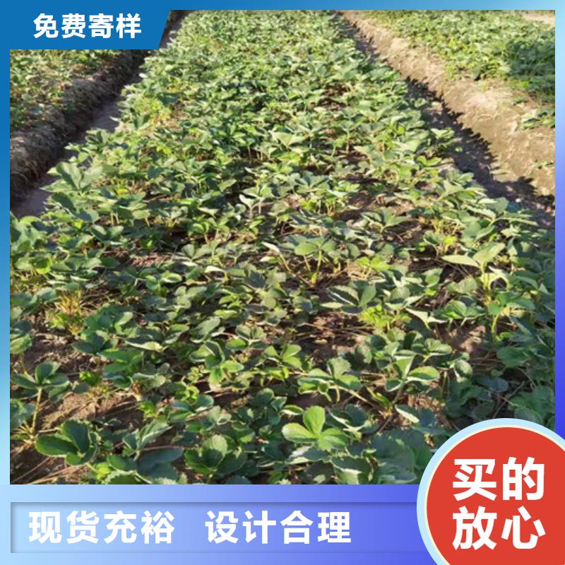 广西省周边<兴业>天使ae草莓苗品种介绍