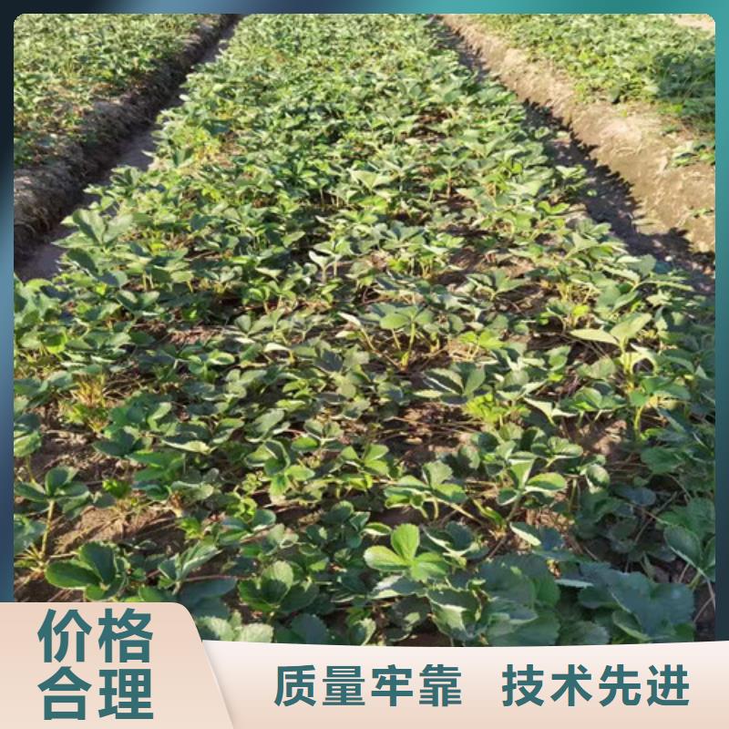 订购(兴业)女峰草莓生产苗