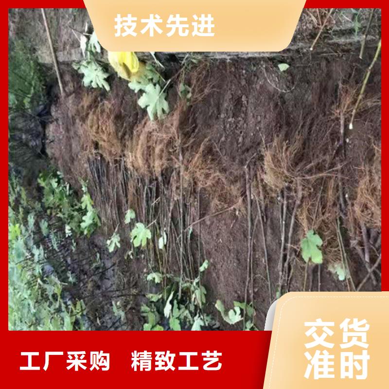 无花果,樱桃树苗制造厂家