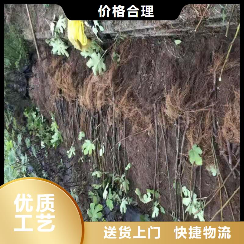 日本紫果无花果树苗