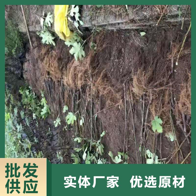 紫果无花果树苗