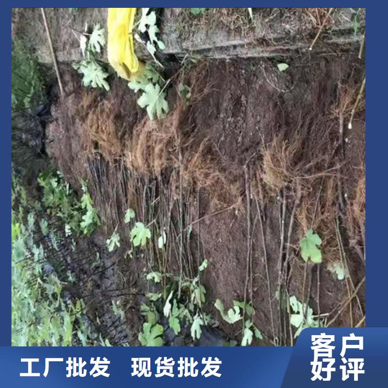 斯特拉无花果树苗