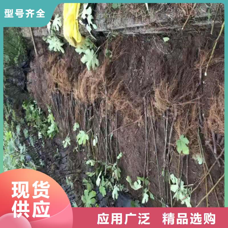 无花果_杏苗购买的是放心