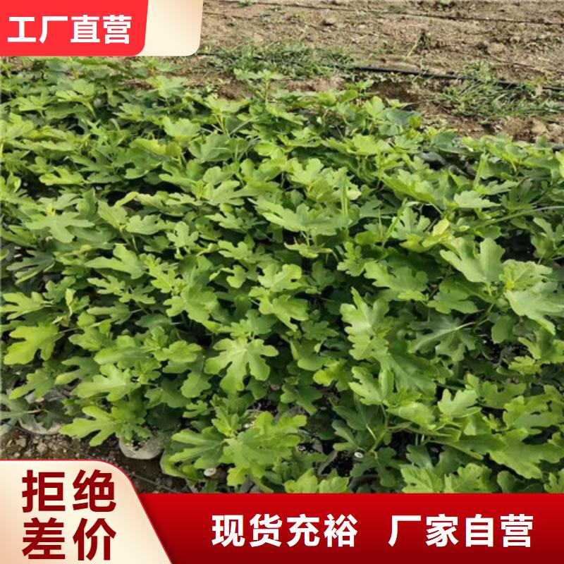 紫果无花果树苗