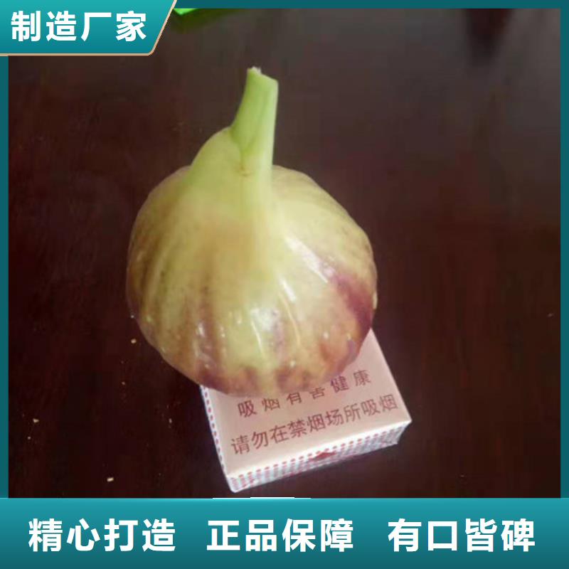 波姬红无花果树苗