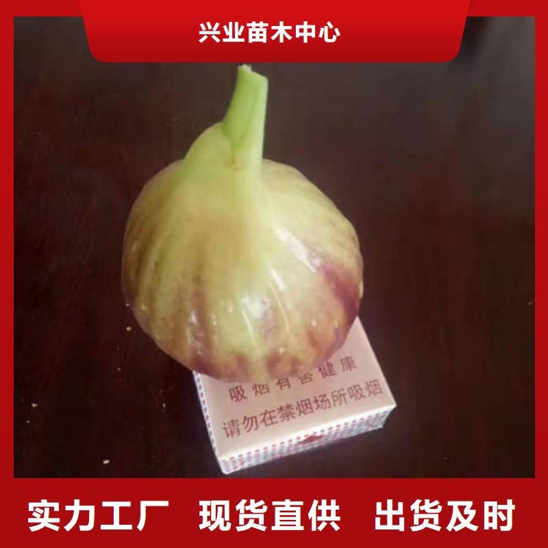 华丽无花果树苗