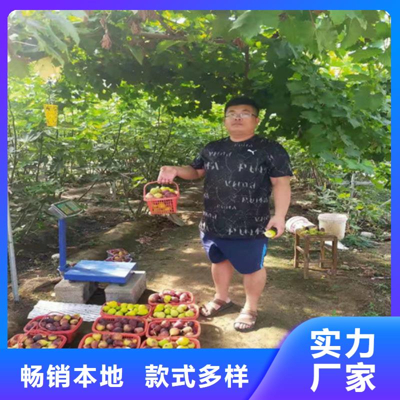 波姬红无花果树苗多少钱一颗