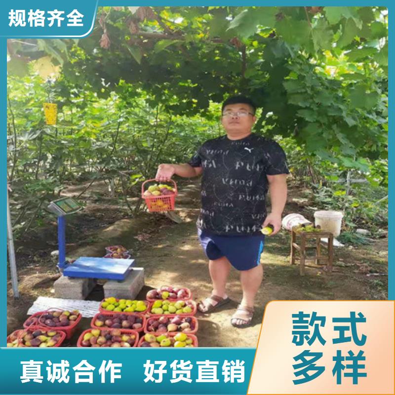 无花果嘎啦苹果苗实时报价