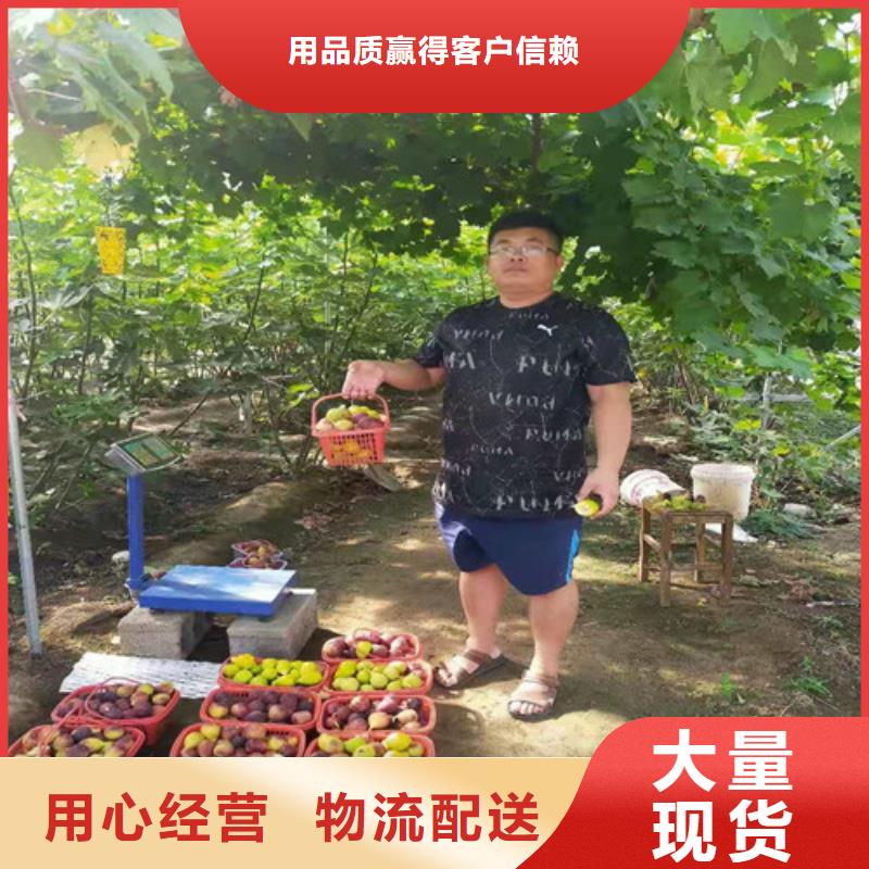 无花果香椿树苗一站式采购商家