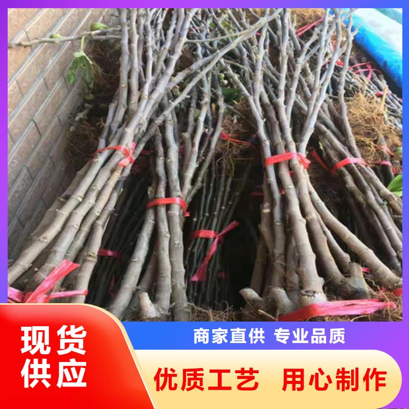 无花果软枣猕猴桃苗定制速度快工期短