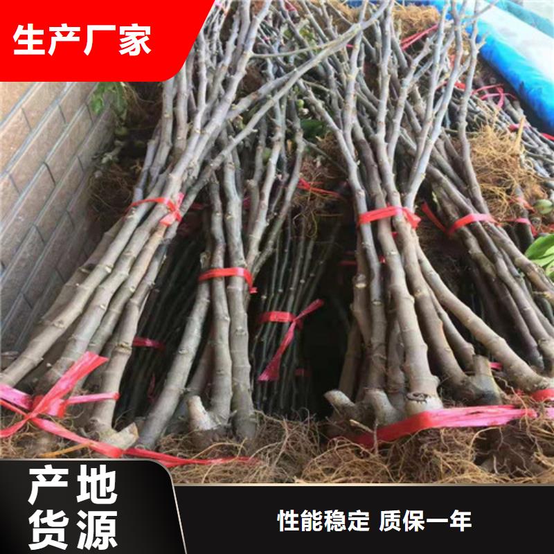 无花果梨树苗根据要求定制