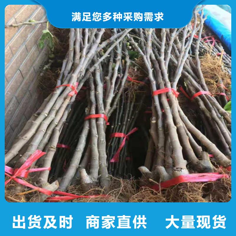 无花果西瓜苗工厂价格